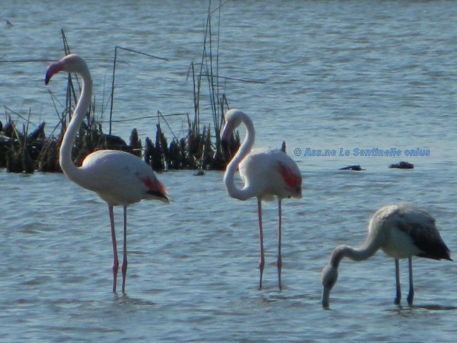 fenicotteri rosa